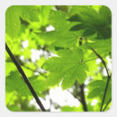 Search for maple leaves stickers Forest