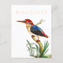 Search for vintage bird postcards Wildlife