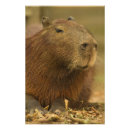 Search for capybara art South america