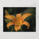 Search for delight postcards Green
