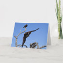 Search for hawk cards Harris hawks