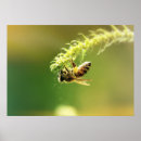 Search for pollination posters Pollen