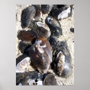Search for clam shells posters Nature
