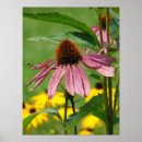 Search for coneflower art Pink