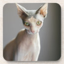 Search for purebred coasters Kitten