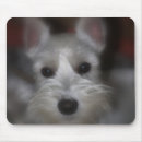 Search for miniature schnauzer mousepads Animals