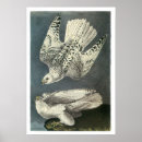 Search for gyrfalcon posters Animals