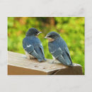 Search for swallows postcards Barn swallow