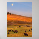 Search for bison posters Nature