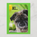 Search for pet pug postcards Animals