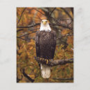 Search for bald eagle stamp postcards Tree