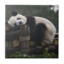 Search for protective tiles Animal