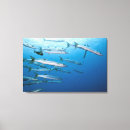 Search for barracuda art Sealife
