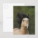 Search for buckskin postcards Bob langrish