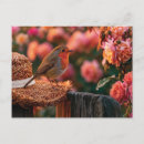 Search for european robin bird postcards Wildlife