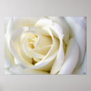 Search for hybrid tea rose posters Bloom