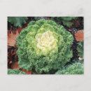 Search for ornamental postcards Postcrossing