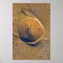 Search for urchin posters Beach