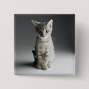 Search for tabby badges Kitten