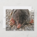 Search for moles postcards Cute