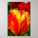 Search for tulipe posters Parrot tulip