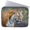 Search for siberian tigers electronics Big cats