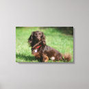 Search for long haired dachshund art Zwergteckel