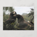 Search for tasmanian postcards Australia