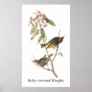 Search for kinglets Audubon