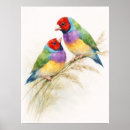 Search for finches posters Wildlife