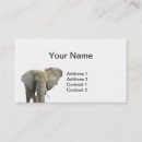 Search for wildlife photography business cards Safari