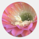 Search for desert flower stickers Botanical