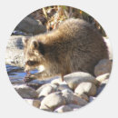 Search for cute autumn stickers Racoon