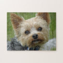 Search for yorkie puzzles Terrier