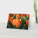 Search for orange mothers day cards Tulips