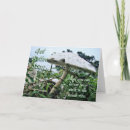 Search for toadstool cards Nature