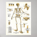 Search for joint posters Hip
