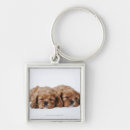 Search for cavalier puppy key rings Nature