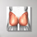 Search for tissue art Physiology