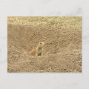 Search for gophers postcards Pocket gopher