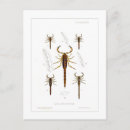 Search for scorpion postcards Arachnid