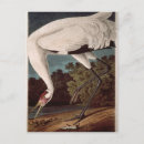 Search for birds of america postcards Ornithology