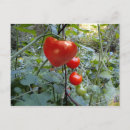 Search for tomato postcards Red