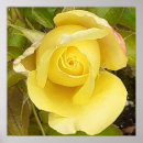 Search for rosebud posters Roses