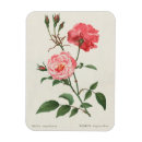 Search for rosa magnets Pink