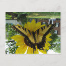 Search for viceroy postcards Nature