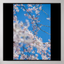 Search for cherry blossom anime posters Samurai