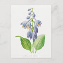 Search for vintage botanical print postcards Illustration