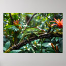 Search for chameleon posters Nature