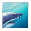 Search for shark tiles Great white shark